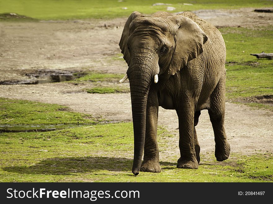 Elephant in a zoo