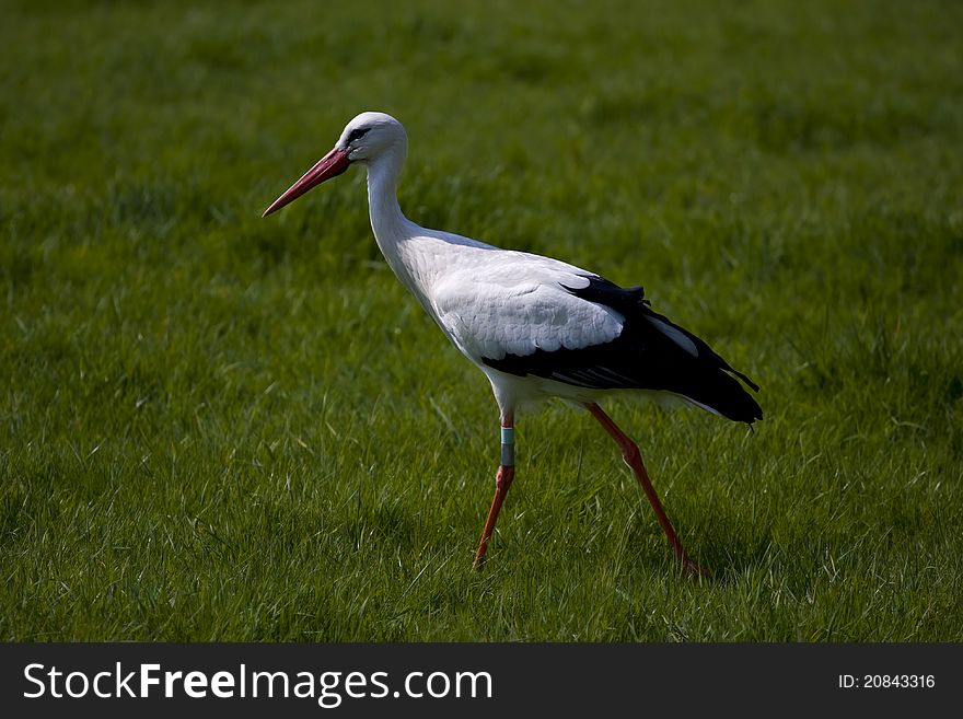 Walking Stork