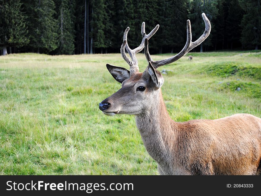 Horny male deer  in mountain landscape