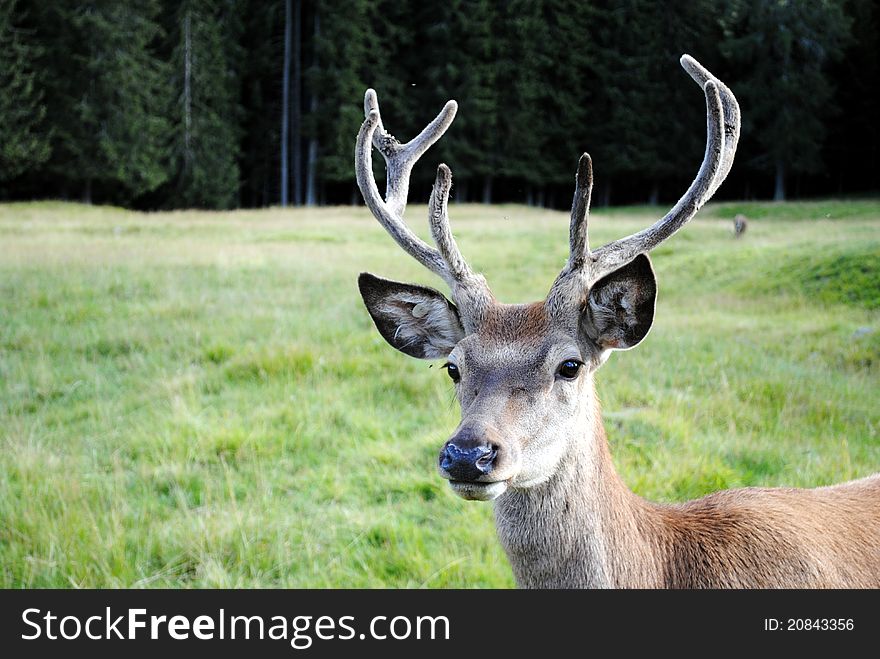 Horned male deer  in mountain landscape