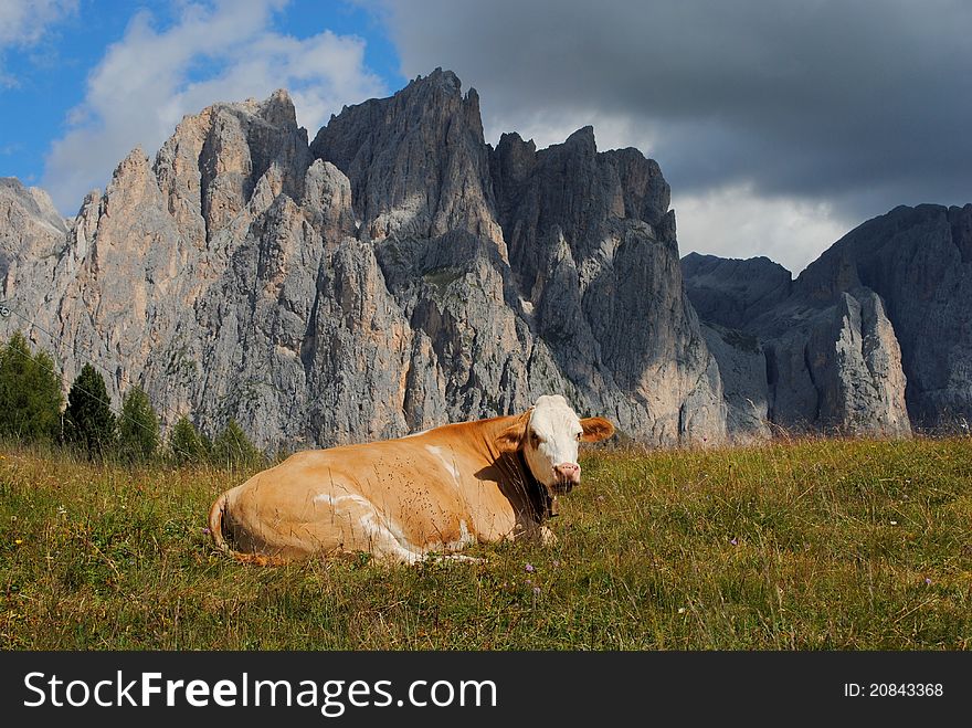 Brown cow rests in the grass with alps background