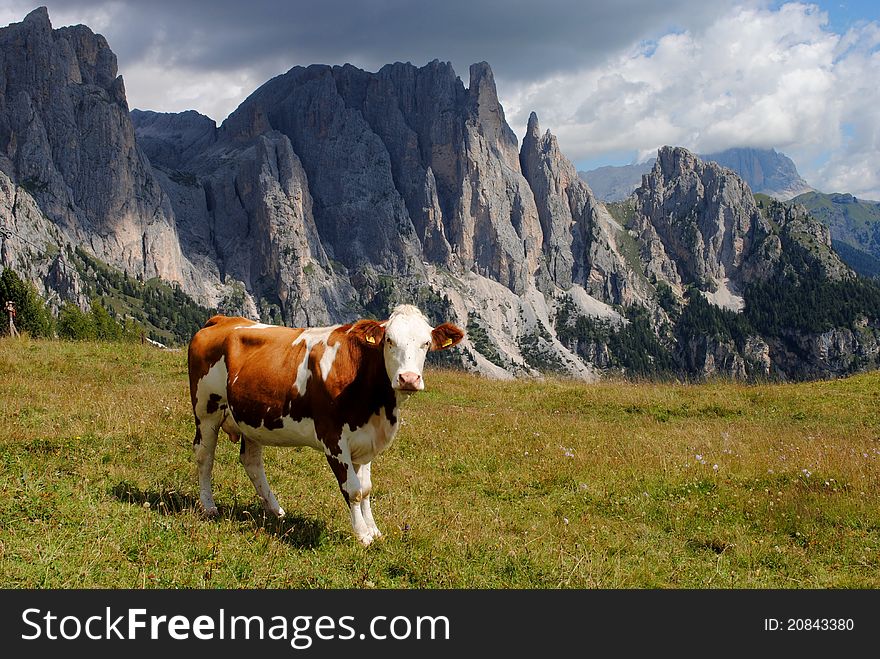 Brown cow looking at camera with alps background