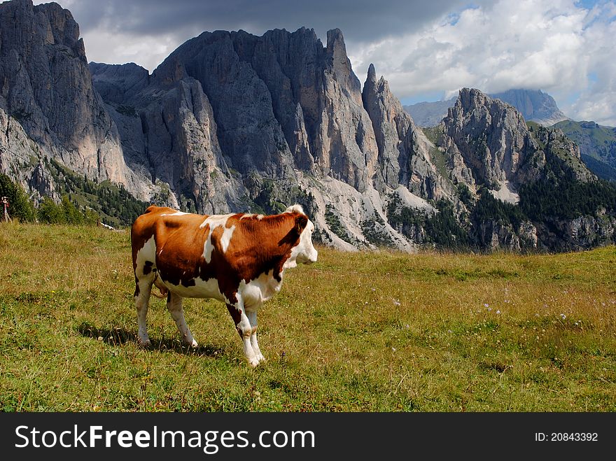 Brown Cow Looking Mountains With Alps Background