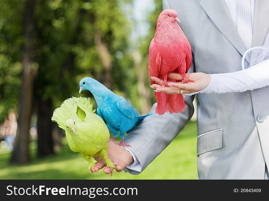 Two wedding pigeons in hands of a newly-married couple. Two wedding pigeons in hands of a newly-married couple