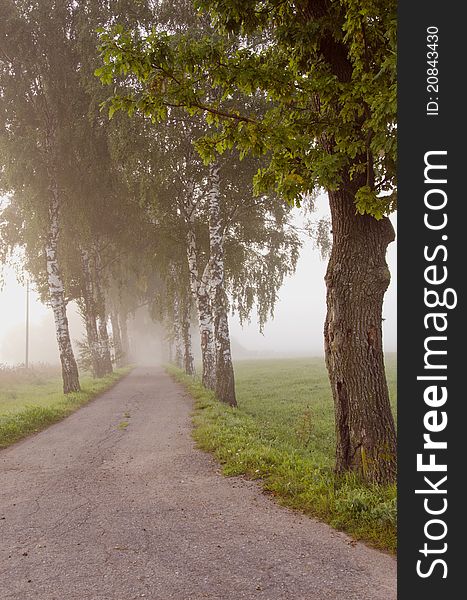 Morning mist and road