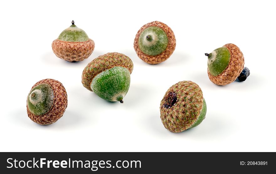 Studio shot of green acorns on white background