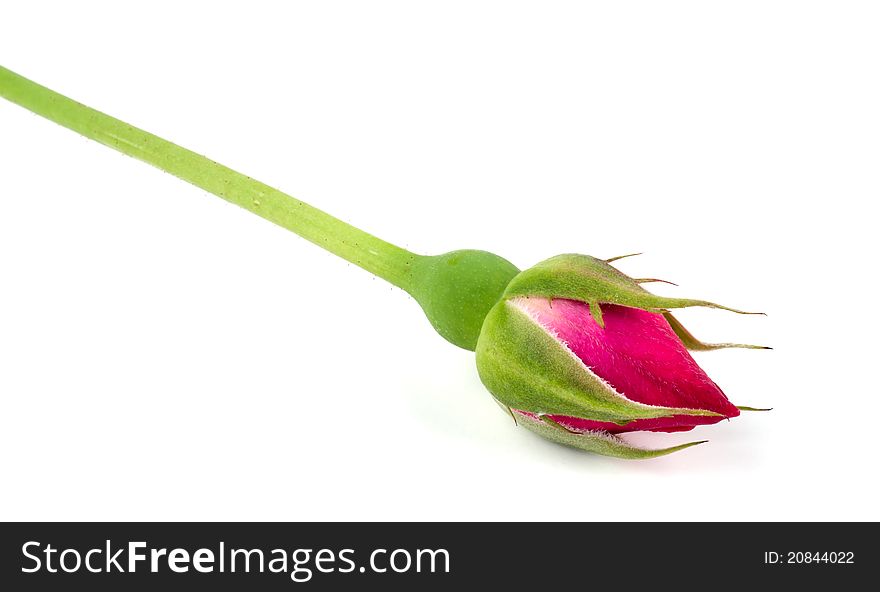 Studio shot of macro image of red rose on white background