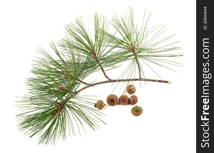 Studio shot of Part of a fir branch on white background with acorns. Studio shot of Part of a fir branch on white background with acorns