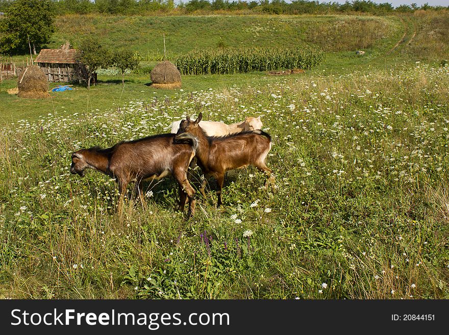 Tree goats on the meadow by the household. Tree goats on the meadow by the household