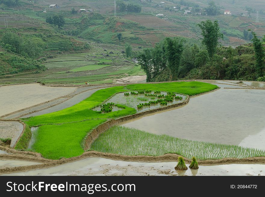 A paddy field in Sapa valley, with this vivid green. A paddy field in Sapa valley, with this vivid green
