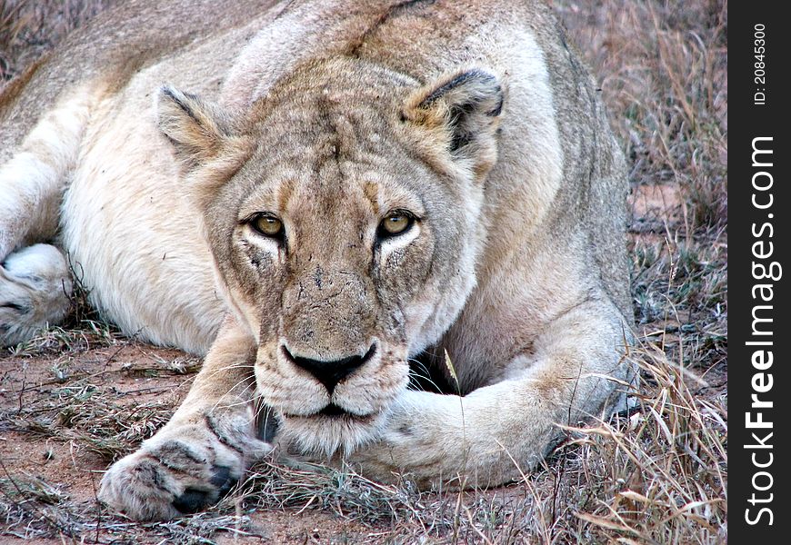 A lioness in South Africa staring at the camera. A lioness in South Africa staring at the camera.