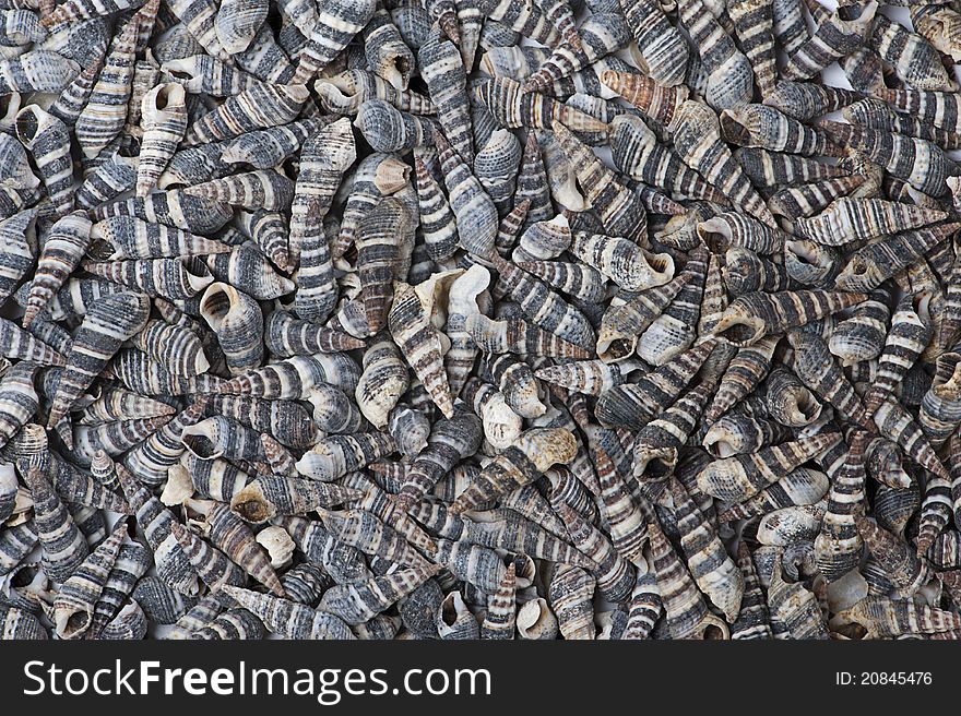 Many Shells As Background