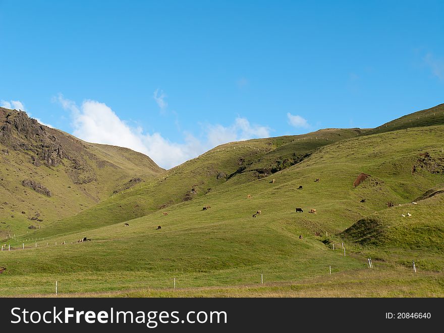 Landscape of hills with cows in Iceland. Landscape of hills with cows in Iceland