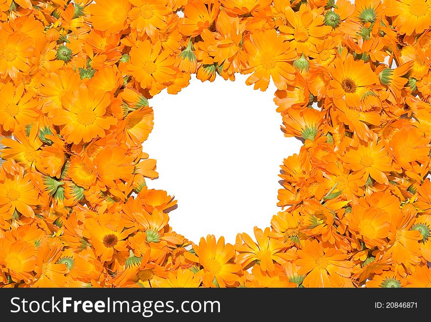 Framework from colors of a calendula. Framework from colors of a calendula