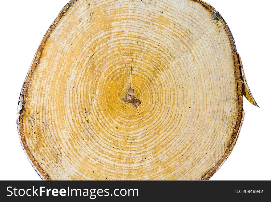 Cut of a birch with annual rings