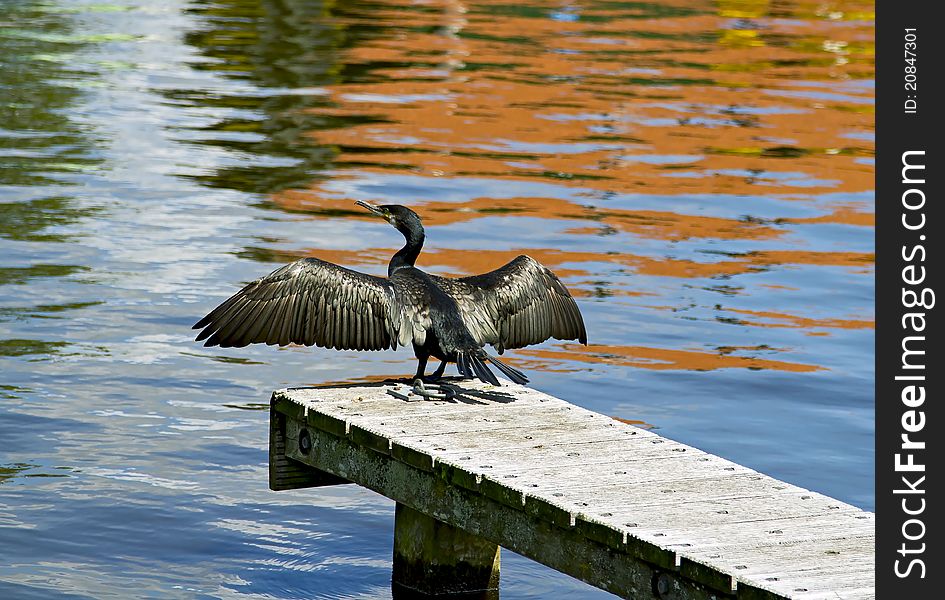 Great Cormorant with opened wings. Great Cormorant with opened wings