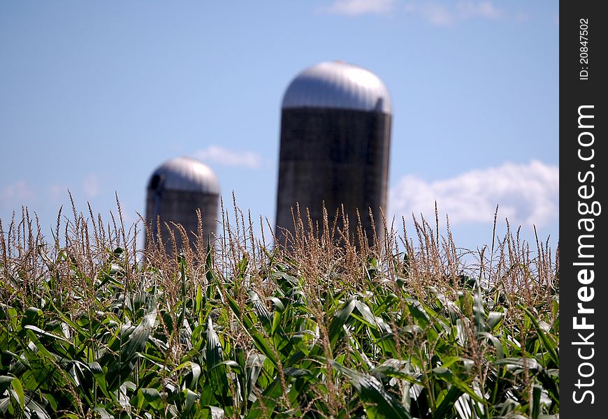 Corn Feild with two Silos