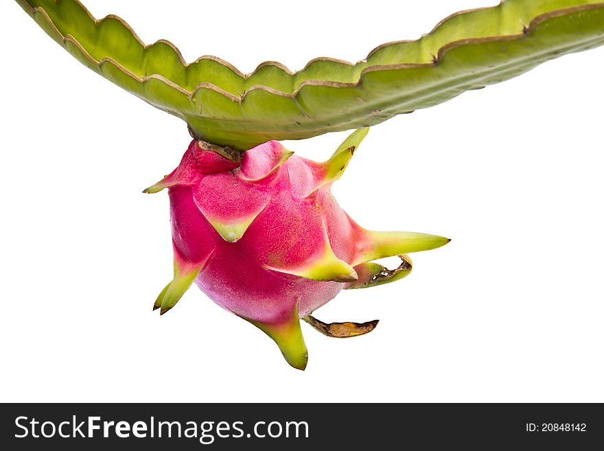 Dragon Fruit On Its Tree On White Background