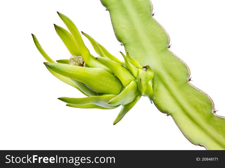 Young dragon fruit on its tree isolated on white background. Young dragon fruit on its tree isolated on white background