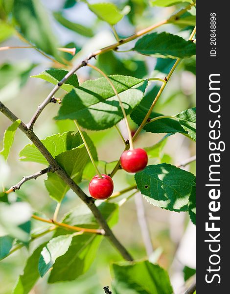High resolution image of red cherry