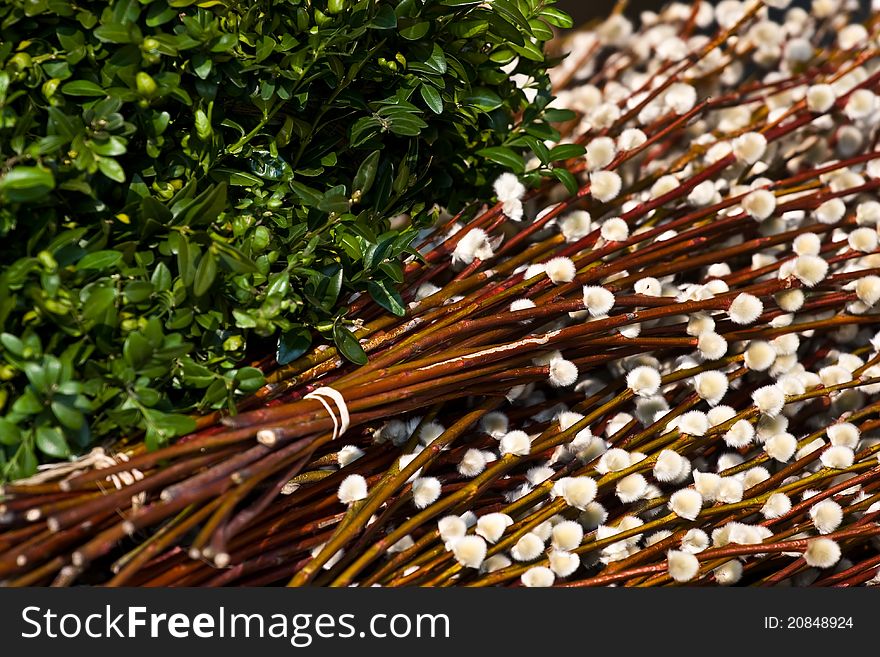 Catkins and green myrtle closeup. Catkins and green myrtle closeup