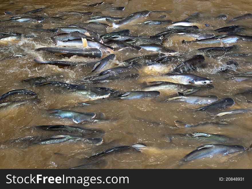 Feeding Fish On A Riverside