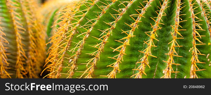 Green cactus in brightly yellow needles. Green cactus in brightly yellow needles