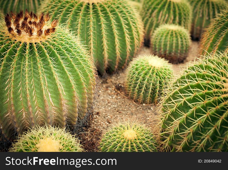 Some the big cactuses. A kind with a side. Some the big cactuses. A kind with a side.