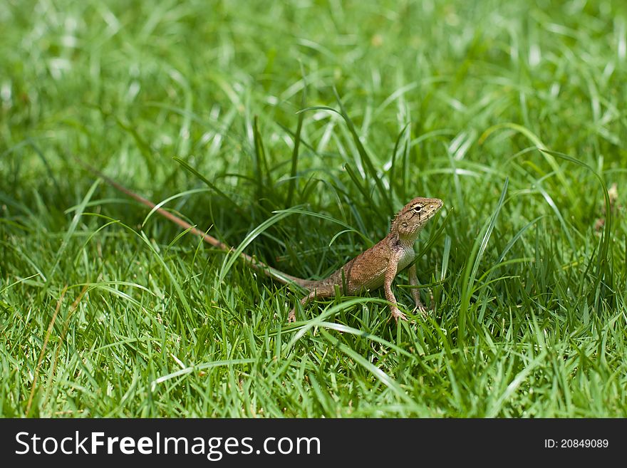 The small brown lizard costs in a green grass. The small brown lizard costs in a green grass.