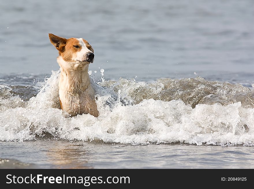 The dog with red stains bathes in inflow waves. The dog with red stains bathes in inflow waves.