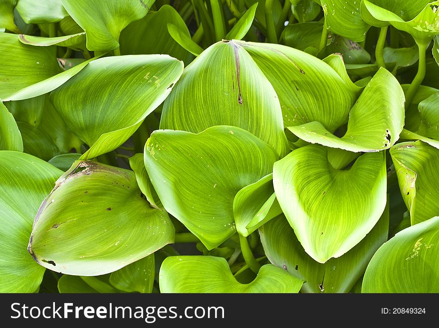 Floating Green Leaf