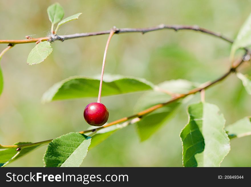 High resolution image of red cherry