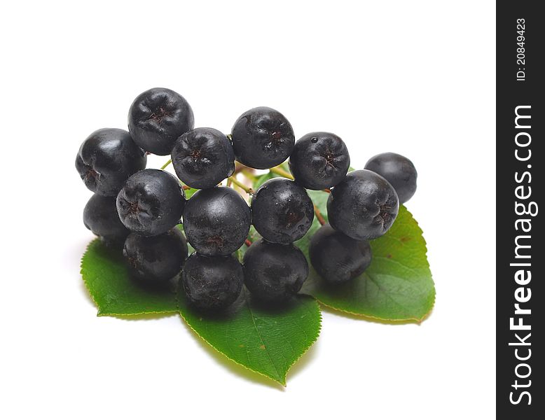 Black Chokeberry