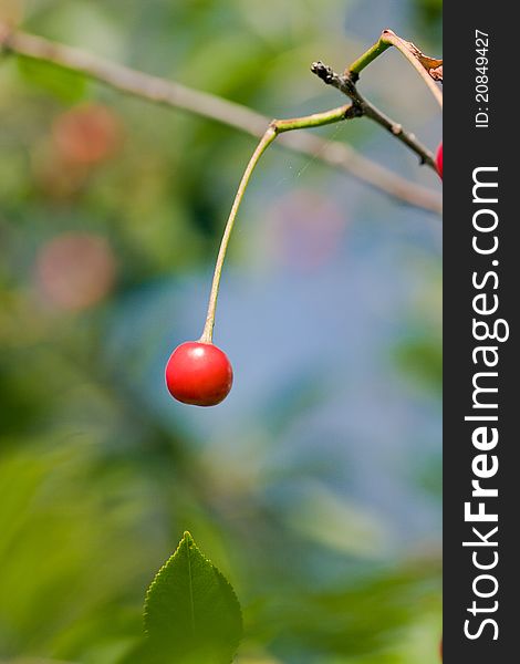 High resolution image of red cherry