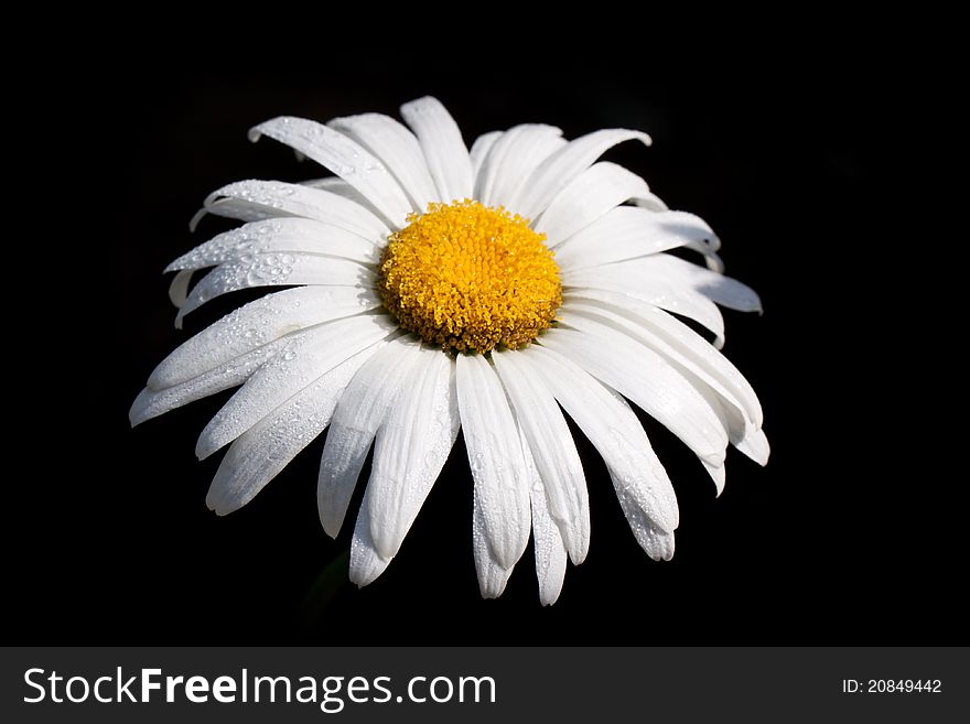 Camomile flower on black background