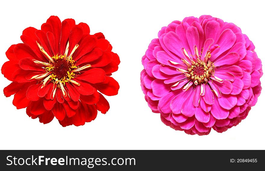 Beautiful two flowers on a white background