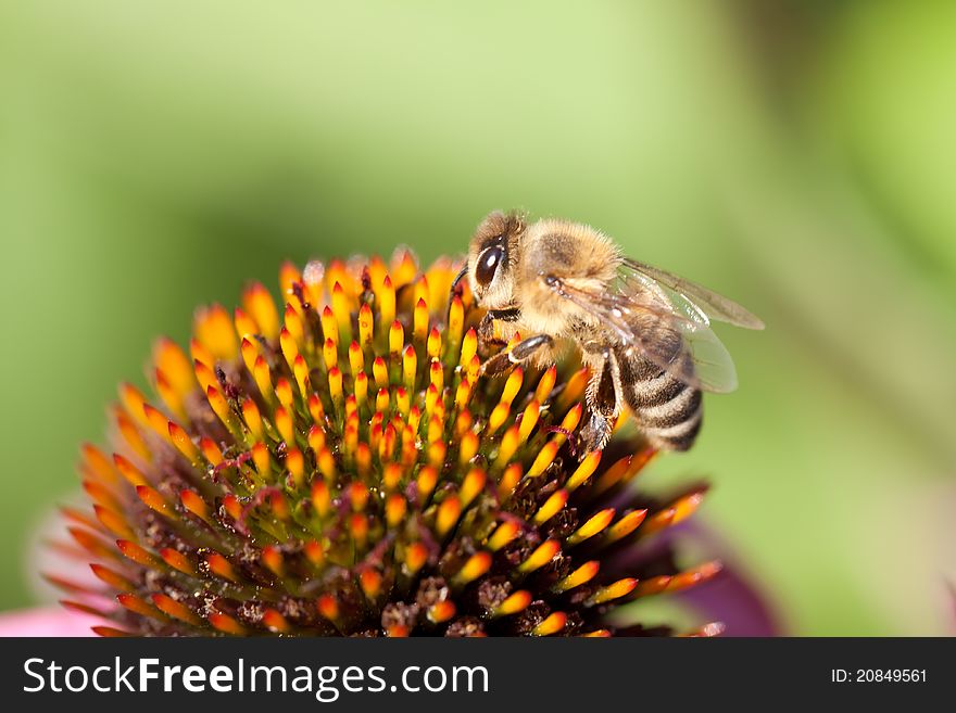 Echinacea flower