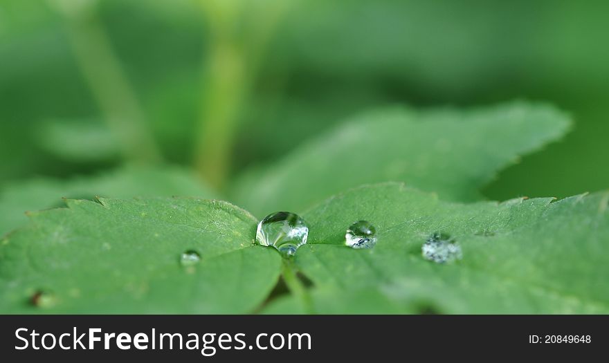 Cristal clear drops on a green leaf