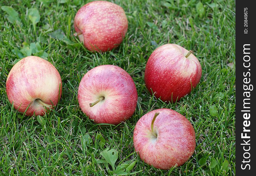 Apples In The Grass