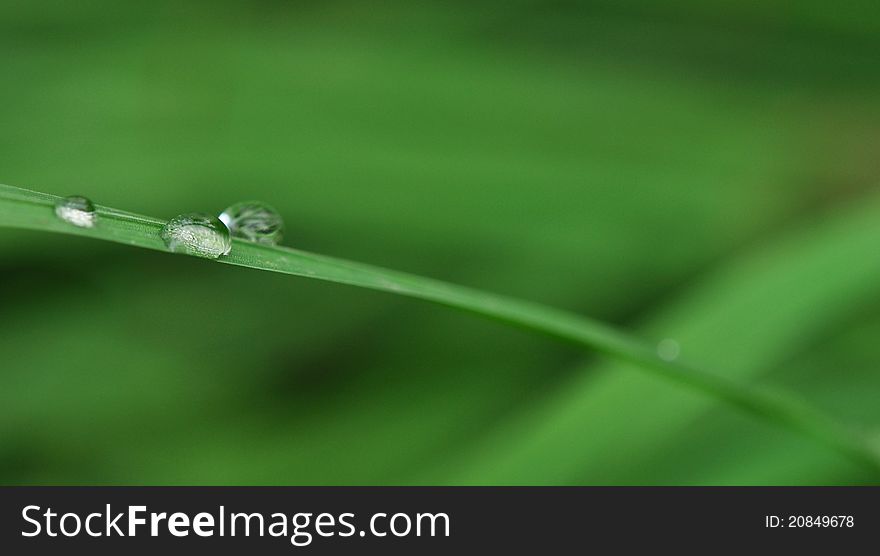 Fresh grass with dew drops