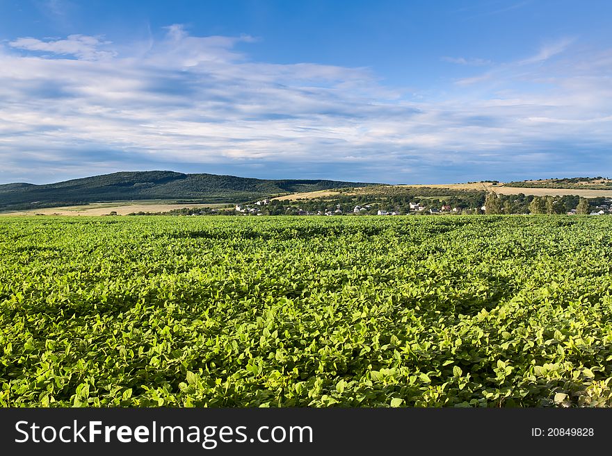 Green cultivated soy field in late summer