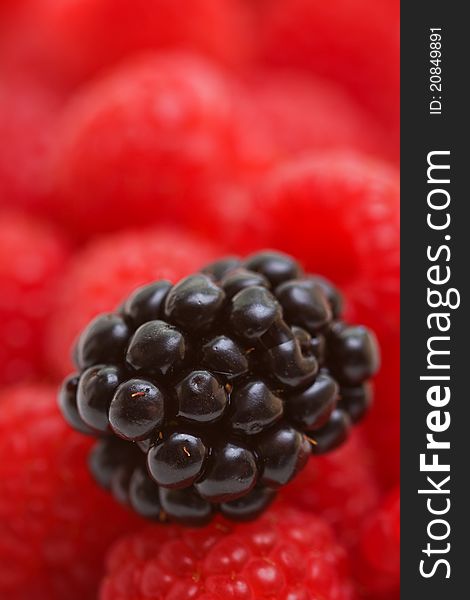 A single blackberry with a background of raspberries