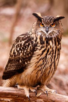 Eurasian Eagle Owl - Intense Gaze Stock Images