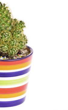 Cactus In Rainbow Pot Royalty Free Stock Photos Cactus In Rainbow Pot Royalty Free Stock Photos