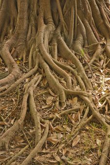Tree With Roots Stock Image