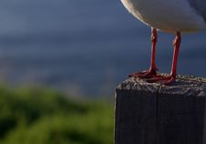 Seagull Feet Stock Image