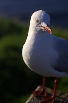 Seagull Royalty Free Stock Photos Seagull Royalty Free Stock Photos