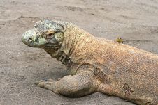 Small Lizard Sitting On A Big Komodo Royalty Free Stock Images Small Lizard Sitting On A Big Komodo Royalty Free Stock Images