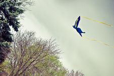 Kite Stock Images