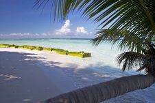 Palm Tree On A Sand Beach Stock Photos Palm Tree On A Sand Beach Stock Photos